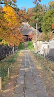 銀杏が黄葉しました、晩秋ですね。
#西方寺 #横浜西方寺 #紅葉#イチョウ#黄葉