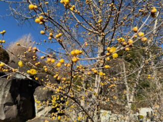 明けましておめでとうございます。
お正月も終わり、世の中はすっかり普段通りに戻って、花もだんだんと咲き始めてます。
蝋梅ですが、駐車場と坂道のが見頃になっています。
境内の蝋梅はもう少しかかりそうです。例年通り第4週目くらいになると予想しています。
#西方寺 #横浜西方寺#蝋梅#ロウバイ