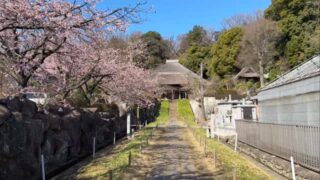 春の境内、花の季節
#西方寺 #横浜西方寺 #春の境内#中日桜#花桃