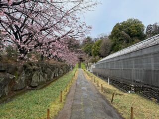 中日桜がもうすぐ見頃になりそうです。
クリスマスローズ、花桃も週末には見頃になりそうです。ミモザは既に見頃になってます。
#西方寺 #横浜西方寺#中日桜#花桃#クリスマスローズ